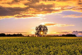 Natureza